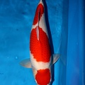 kohaku love queen 57 cm