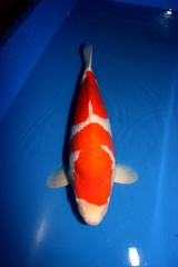 kohaku tomawk 62 cm Bah