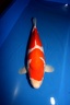 kohaku tomawk 62 cm Bah