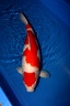 maruten kohaku love symbol 61 cm B