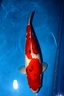 sanke hiryu 58 cm