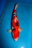 sanke zipangu 63 cm A