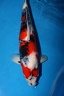 sakai nissai