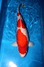 sansan kohaku 67 cm boven