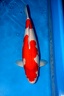 kohaku tomahawk 60 cm B