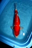kohaku tomahawk 61 cm B