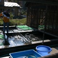 COGURO FISH FARM