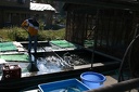 COGURO FISH FARM