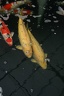 IMG 5236