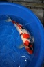 Day 4 Sakai Fish Farm part 3