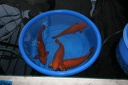 IMG 5931