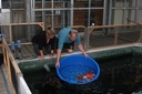 Sakai Fish Farm 1 2