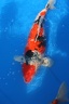 IMG 7131