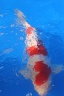 IMG 7237