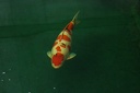 day 3 Sakai Fish Farm