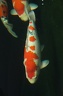 IMG 0440