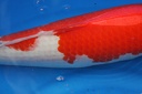 IMG 0778