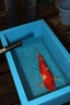 IMG 0021