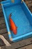 IMG 0041