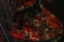 IMG 0890