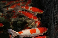 IMG 0891