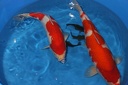 IMG 0905