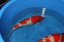 IMG 0908