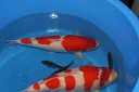 IMG 0909