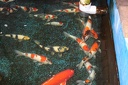 IMG 0963