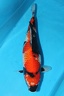 IMG 0115