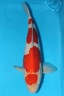 IMG 0122