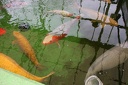IMG 0206