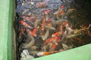 IMG 0208