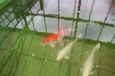 IMG 0212
