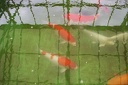 IMG 0213
