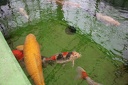 IMG 0215