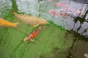 IMG 0217