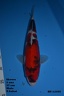 12355