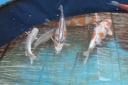 IMG 9007