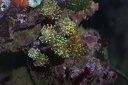 IMG 8490
