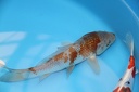 IMG 3443