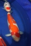 Arcen 2008