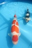 IMG 3694