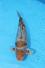IMG 0029