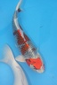 Belgium koi meeting 2008 0025