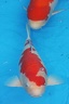 Belgium koi meeting 2008 0027