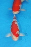 Belgium koi meeting 2008 0028