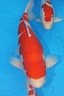 Belgium koi meeting 2008 0029