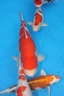 Belgium koi meeting 2008 0030