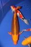 IMG 5238